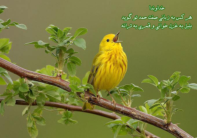 تسبیح موجودات از منظر قرآن کریم