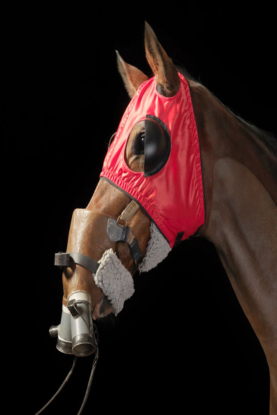 ماسک و نقاب مخصوص اسب ها (تصاویر) ماسک و نقاب مخصوص اسب ها (تصاویر)