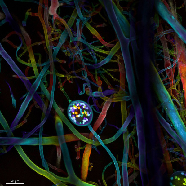 گشتی در دنیای شگفت انگیز «مینیاتوری» (گزارش تصویری)