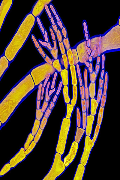 گشتی در دنیای شگفت انگیز «مینیاتوری» (گزارش تصویری)