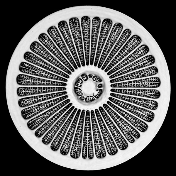 گشتی در دنیای شگفت انگیز «مینیاتوری» (گزارش تصویری)