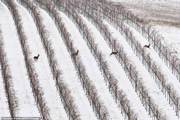 عکس های برنده مسابقه «طبیعت» در جهان (2) عکس های برنده مسابقه «طبیعت» در جهان (2)