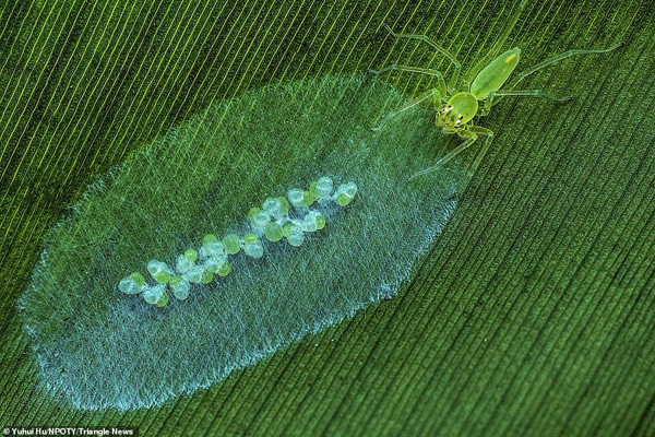 عکس های برنده مسابقه «طبیعت» در جهان (2) عکس های برنده مسابقه «طبیعت» در جهان (2)