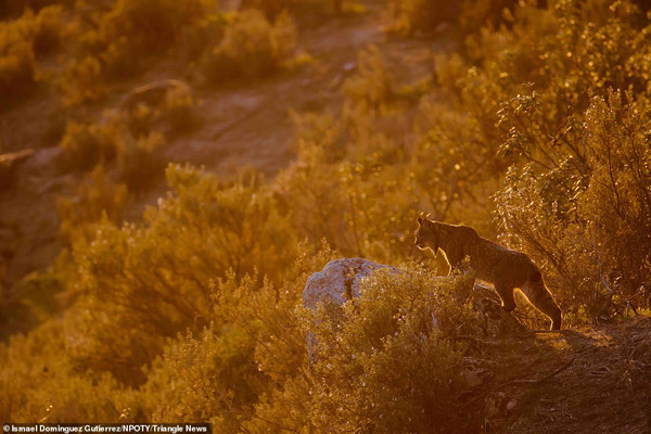 عکس های برنده مسابقه «طبیعت» در جهان (2) عکس های برنده مسابقه «طبیعت» در جهان (2)