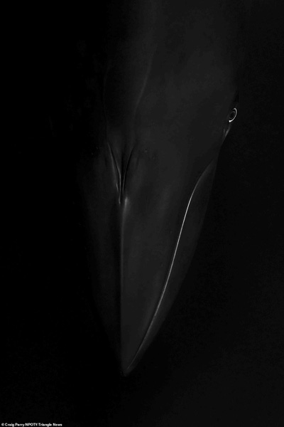 عکس های برنده مسابقه «طبیعت» در جهان (2) عکس های برنده مسابقه «طبیعت» در جهان (2)