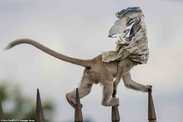 عکس های برنده مسابقه «طبیعت» در جهان (2) عکس های برنده مسابقه «طبیعت» در جهان (2)