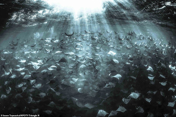 عکس های برنده مسابقه «طبیعت» در جهان (2) عکس های برنده مسابقه «طبیعت» در جهان (2)