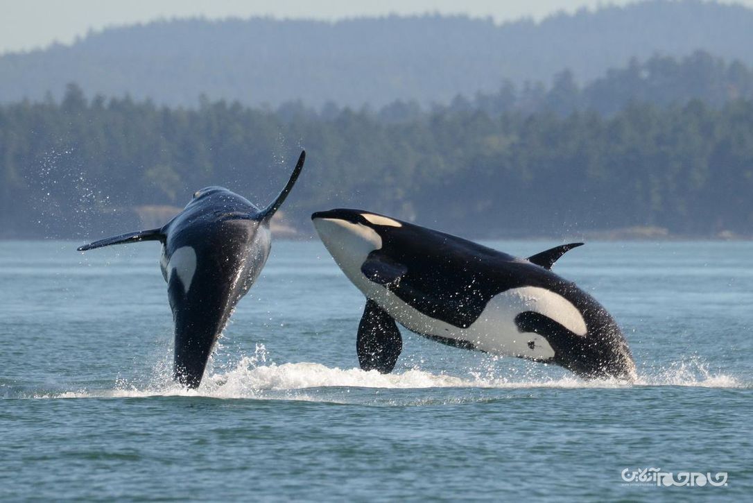 نیروی دریایی آمریکا و مسئله جانداران دریایی+عکس