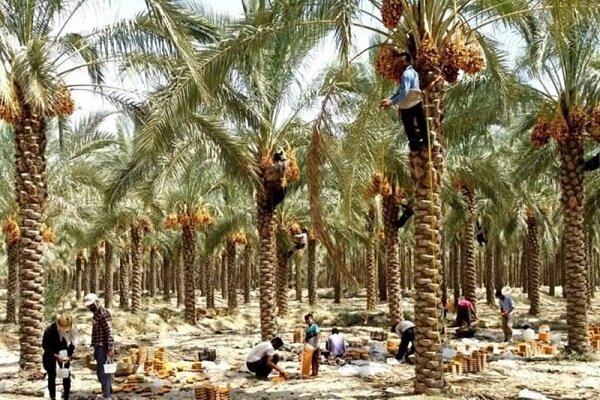 گواهی سپرده خرما بزودی در بورس کالا عرضه می شود گواهی سپرده خرما بزودی در بورس کالا عرضه می شود