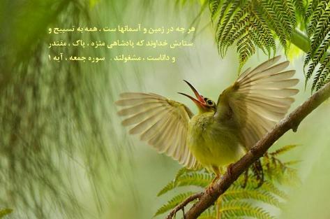 حقیقی بودن تسبیح موجودات غیر ذی روح