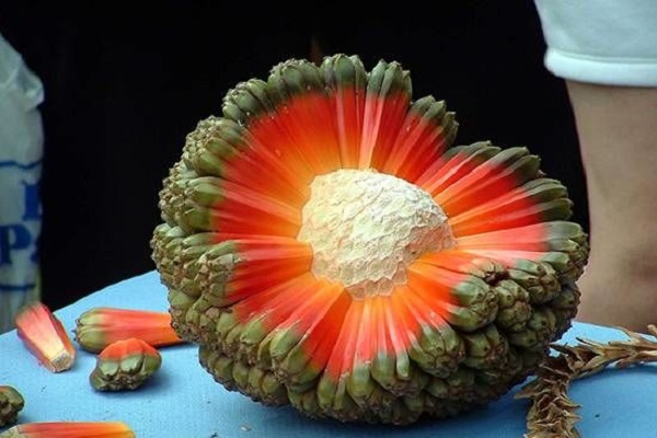 با میوه های عجیب و غریب دنیا آشنا شوید