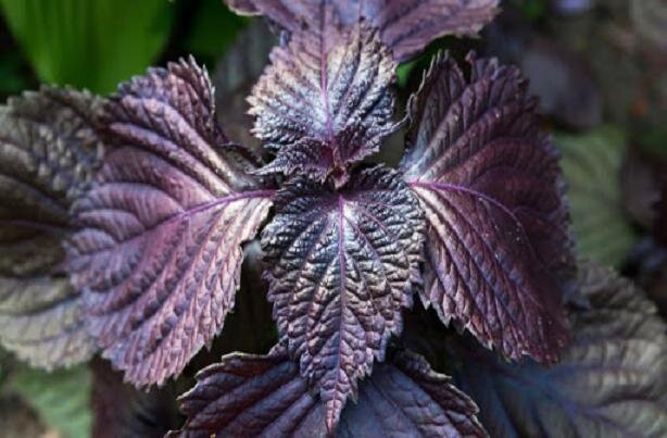 گیاه مریم گلی و نعنا در بهبود کووید ۱۹ موثرند