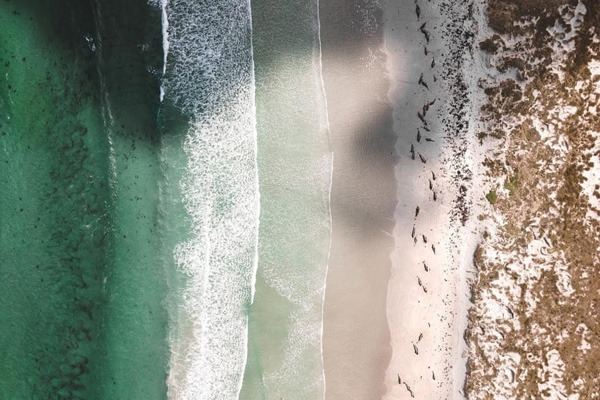 زد و خورد نمایندگان مجلس با چاشنی پرتاب روده خوک (تصاویر)