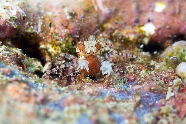 روش‌های دفاعی عجیب حیوانات در مواجهه با شکارچیان (+تصاویر)