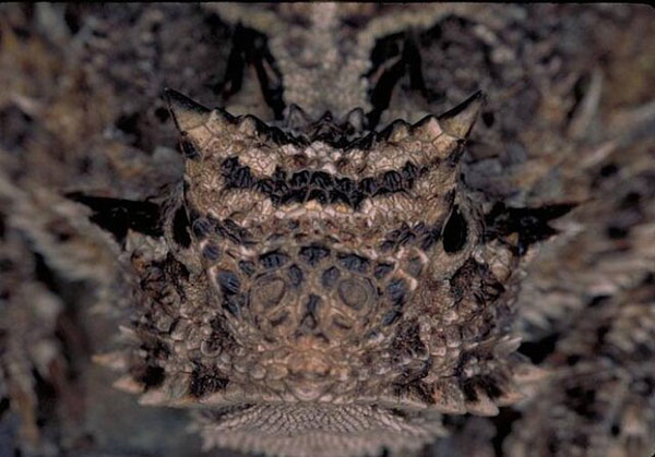 روش‌های دفاعی عجیب حیوانات در مواجهه با شکارچیان (+تصاویر)