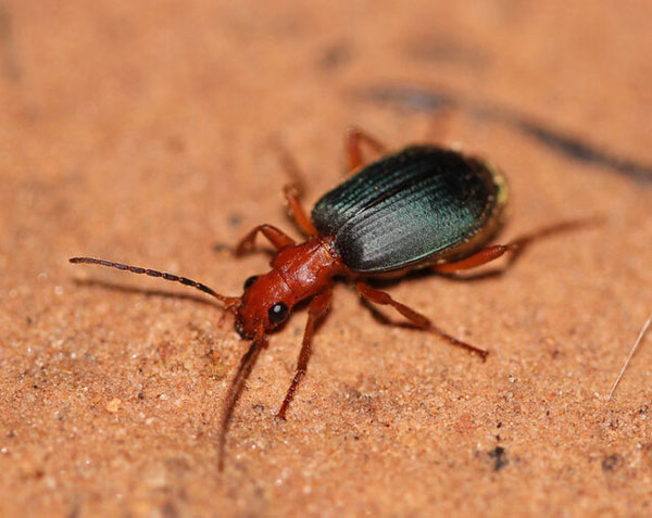 روش‌های دفاعی عجیب حیوانات در مواجهه با شکارچیان (+تصاویر)