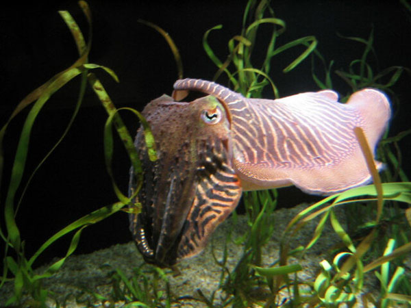 روش‌های دفاعی عجیب حیوانات در مواجهه با شکارچیان (+تصاویر)