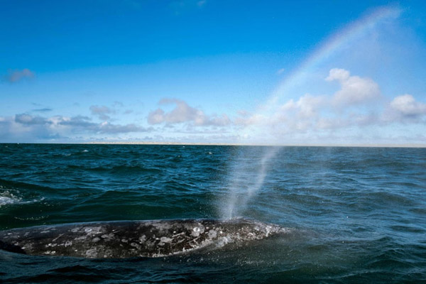 دیدار با نهنگ ها (تصاویر)