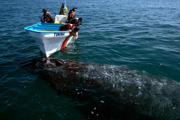 دیدار با نهنگ ها (تصاویر)