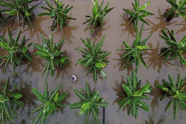 واکسیناسیون خانه به خانه در آمازون / اتومبیل آبی و خبرساز (گزارش تصویری)