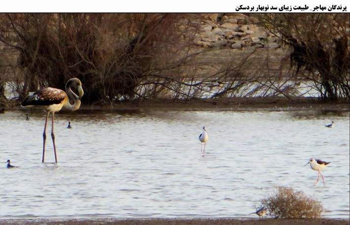 میکرو کلیمای طبیعی و زیست محیطی بند خاکی نوبهار شهرستان بردسکن همچنان در قلب کویر خودنمایی میکند.