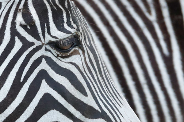 بادکنک فروشی در کوچه پس کوچه های خالی / عملیات از بین برد گیاهان مخدر (گزارش تصویری)