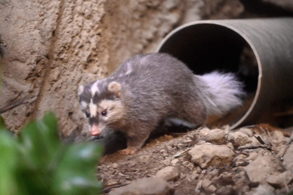 گزارش تصویری حیات وحش؛ از خشم ببر بنگال تا یک عقاب معروف