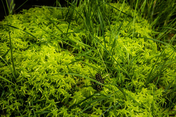 گزارش تصویری حیات وحش؛ از خشم ببر بنگال تا یک عقاب معروف