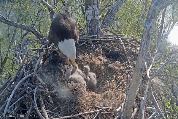 گزارش تصویری حیات وحش؛ از خشم ببر بنگال تا یک عقاب معروف