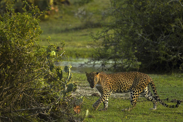 گزارش تصویری حیات وحش؛ از خشم ببر بنگال تا یک عقاب معروف