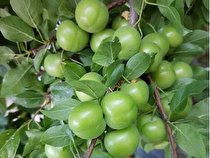 آغاز برداشت گوجه سبز از باغات سرپل ذهاب