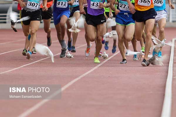 کبوترهای دردسرساز (+تصاویر) کبوترهای دردسرساز (+تصاویر)