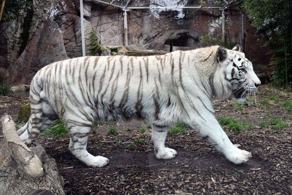 آیین خوابیدن در تابوت / زنده شدن یک مرداب (گزارش تصویری)