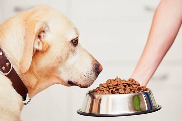 قیمت غذای سگ