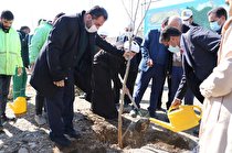 نهال رایگان بین نمازگزاران فیروزکوه در روز جمعه توزیع خواهد شد