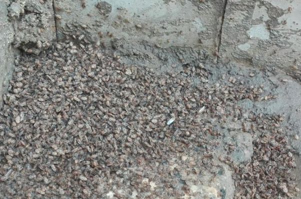 استعلام و خرید بیمه زلزله با ارزان ترین قیمت برای پایان سال 1400