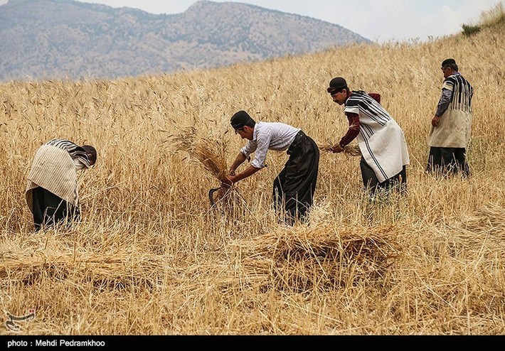 ۷۵ درصد کشاورزی خراسان رضوی سنتی است