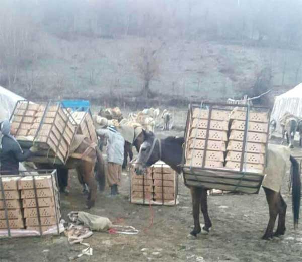 سرنوشت نامعلوم ۸.۹میلیون قطعه جوجه / بسیاری از جوجهها قاچاق میشود (+عکس) سرنوشت نامعلوم ۸.۹میلیون قطعه جوجه / بسیاری از جوجهها قاچاق میشود (+عکس)