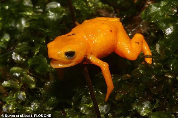 این قورباغه انسان را می کُشد / برگزاری بزرگ کنسرت در جهان (گزارش تصویری) این قورباغه انسان را می کُشد / برگزاری بزرگ کنسرت در جهان (گزارش تصویری)