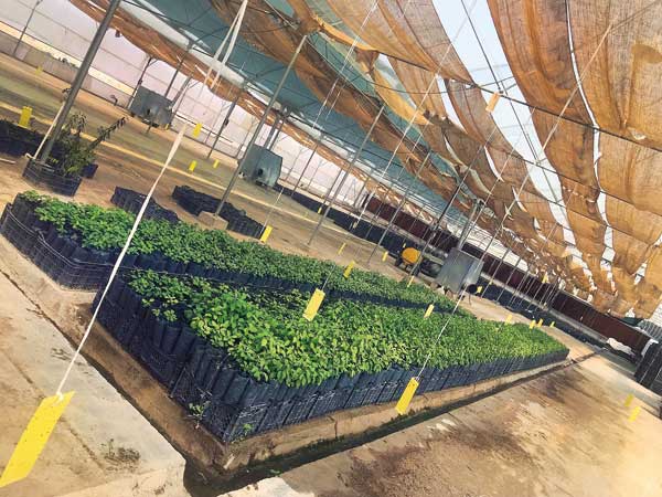 گلخانه هوشمند به سبک هوماک