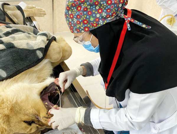 ماجرای خانم دامپزشکی که دست در دهان شیر کرد! ماجرای خانم دامپزشکی که دست در دهان شیر کرد!