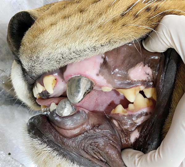 ماجرای خانم دامپزشکی که دست در دهان شیر کرد! ماجرای خانم دامپزشکی که دست در دهان شیر کرد!