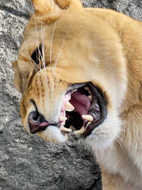 ماجرای خانم دامپزشکی که دست در دهان شیر کرد! ماجرای خانم دامپزشکی که دست در دهان شیر کرد!