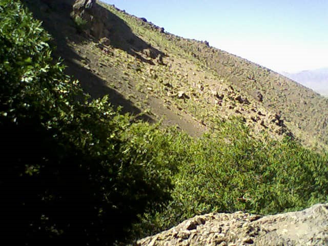 فادیا در لغت به چه معنا می باشد و دشت فادیا در کجا قرار دارد؟