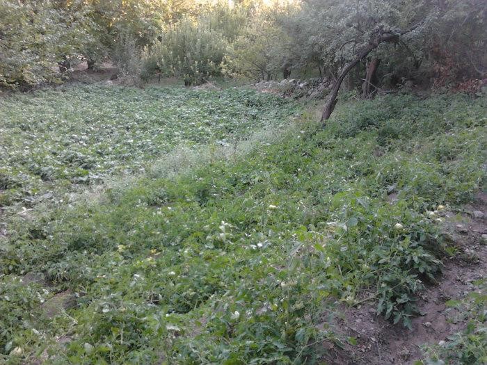 اطلاعاتی جالب  در مورد دشت فادیا