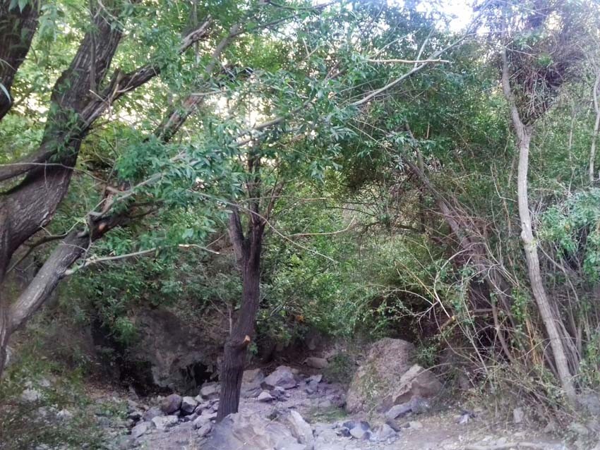 دشت فادیا دشتی با قدمت دویست ساله