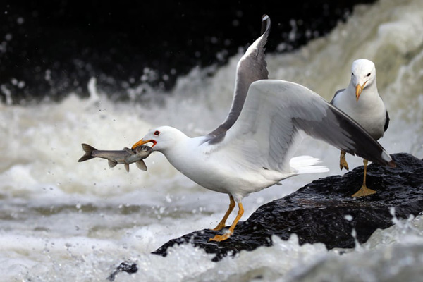 تصاویر برگزیده روز جمعه (گزارش تصویری)