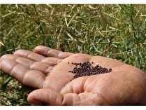 پیش بینی خرید تضمینی 11 هزار تن کلزا در استان