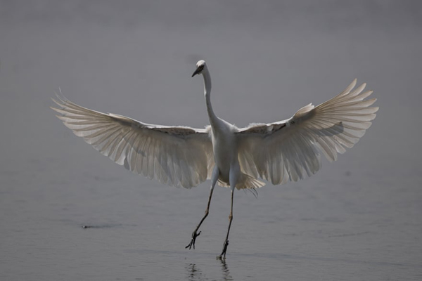 داستان یک مجسمه عظیم و تکراری / صف طویل واکسن کرونا (گزارش تصویری)