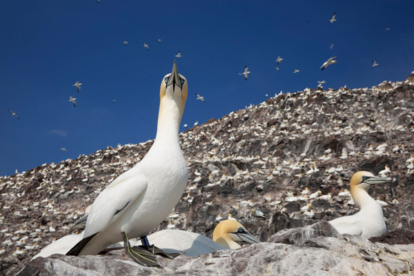 داستان یک مجسمه عظیم و تکراری / صف طویل واکسن کرونا (گزارش تصویری)